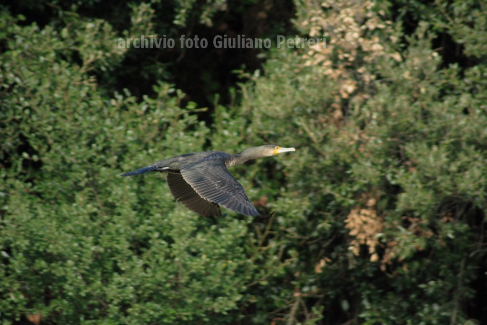 i cormorani si sono impadroniti dello stagno